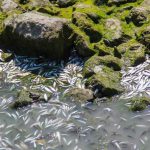 مرگ دسته جمعی ماهی‌ها در زنده‌رود